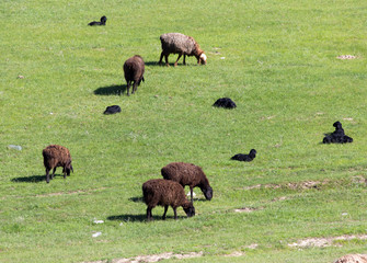 sheep in the pasture on the nature