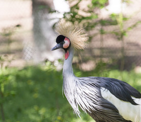 Grey Crowned Crane in its natural suroundings.