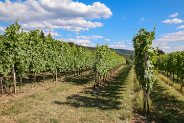 Naklejka premium Weingarten