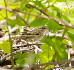sparrow in nature