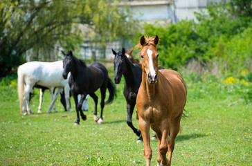 Horse in meadow. Summer day