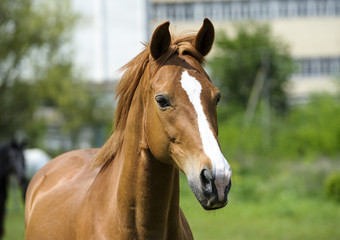 Obraz premium Horse in meadow. Summer day