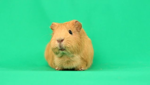 funny guinea pig talking on a green screen