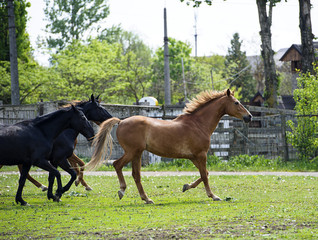 Horses in meadow