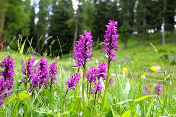 Dactylorhiza Majalis