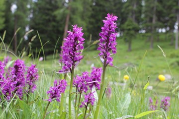 Dactylorhiza Majalis