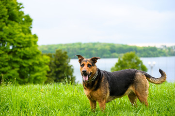 Happy dog on green grass