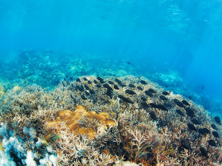 Underwater landscape