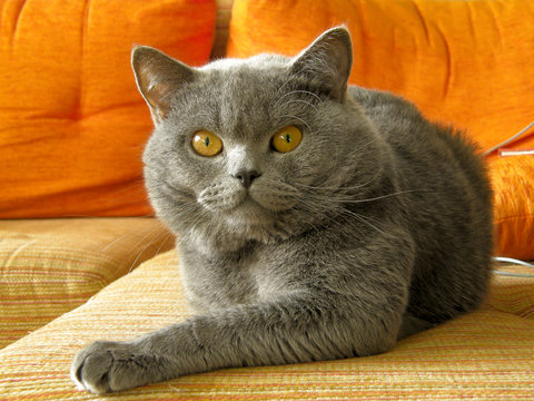 British Blue Cat With Amber Eyes