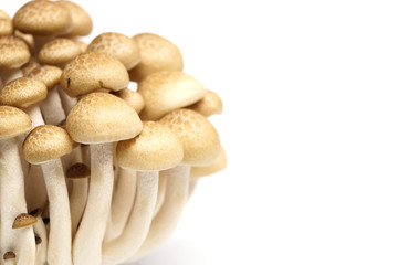 Fototapeta na wymiar Shimeji Mushroom (Hypsizygus marmoreus)