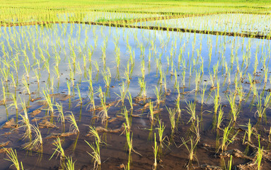 Fototapeta premium Young rice fields