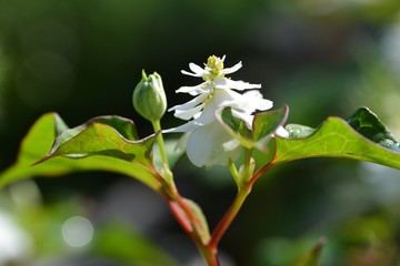 八重咲きドクダミ