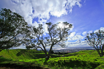tree at auckland's Mount Eden New Zealand