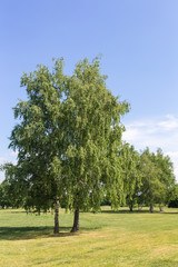 Fototapeta na wymiar birch trees