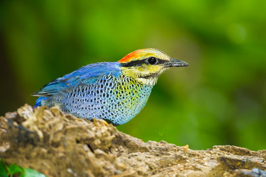 Close up of Blue pitta (Hydrornis cyaneus) in nature
