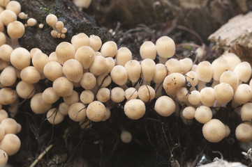 Coprinus mushrooms on a stump