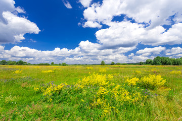 Obraz premium Summer landscape