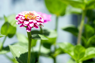 Pink flower