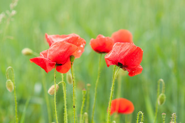 beautiful bright red poppy flowers