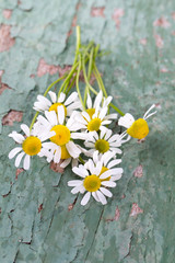 Fototapeta premium camomile flowers on wooden surface