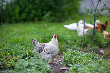 chicken