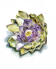 ripe artichoke flower front, isolated, watercolor