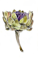 ripe artichoke flower in profile, isolated, watercolor