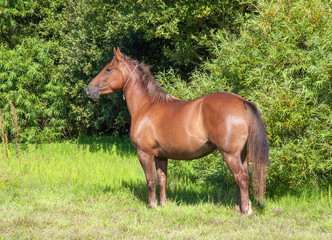 Cheval anglo arabe en pied