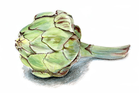 ripe artichoke flower, isolated, watercolor