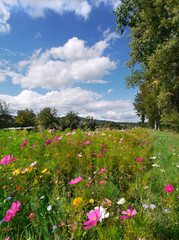 Blumenwiese am Kaiserstuhl