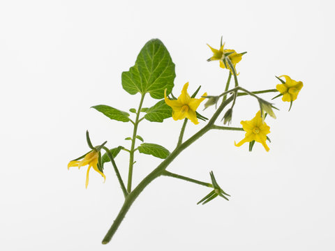 「トマトの花」の写真素材 | 92,352件の無料イラスト画像 | Adobe Stock