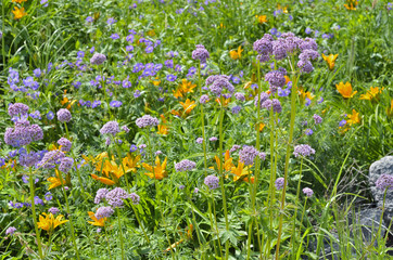 Medicinal herb valerian 3