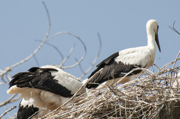 You storks in their nests