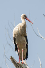 storks