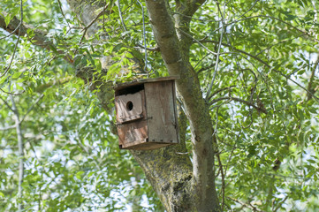 wooden nest
