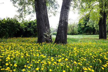 Trees surrounded by blooming yellow dandelions