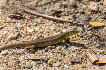 small lizard