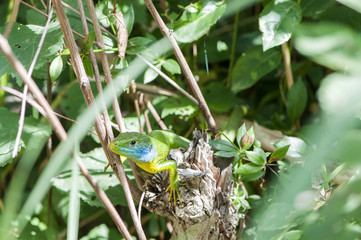 green lizard perched