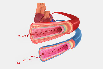 Blood vessels