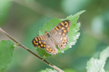 butterfly on a green leaf