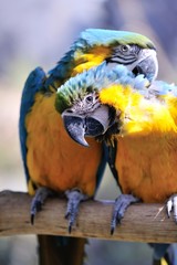 ルリコンゴウインコ
