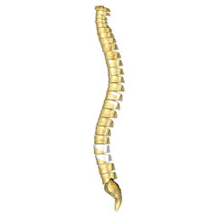 back bone