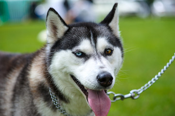 Siberian Husky dog