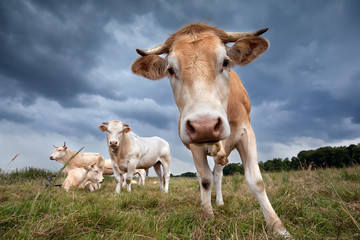 cute cow on pasture close up