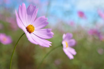 コスモス