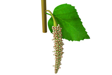 Acalypha