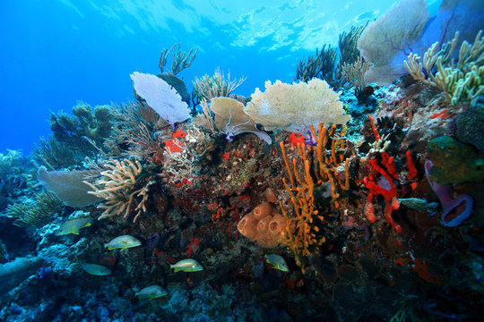 Fototapeta Kolorowa tropikalna rafa koralowa w morzu karaibskim