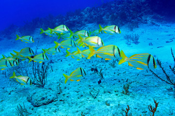 Fototapeta na wymiar Shoal of porkfish grunts in the coral reef