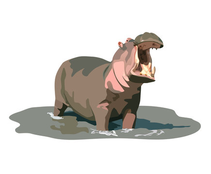 hippopotamus