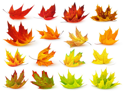 Isolated leaf collection. Colorful autumn maple leaves isolated on white background